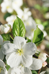 Fototapeta premium Branch blossoming apple-tree