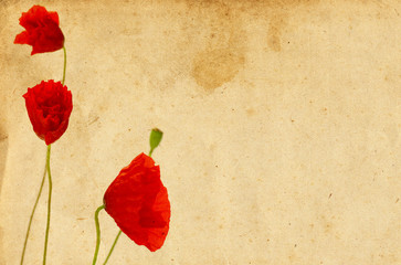 graphisme, floral design coquelicot sur vieux papyrus