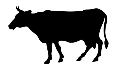 cow