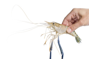 Hand Holding a Big Shrimp