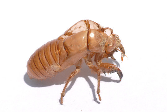 chrysalide