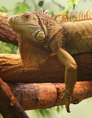 Fototapeta premium iguana
