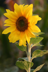 Fototapeta premium Sonnenblume