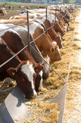 brown-white cows eating hay