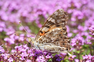 Distelfalter seitlich