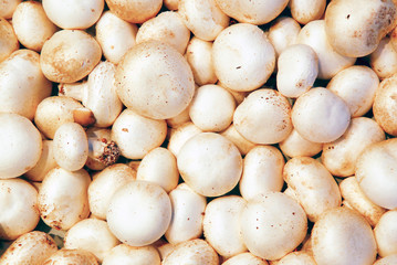 mushrooms at market in barcelona