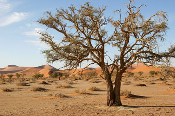 Fototapeta na wymiar Akacji w Sossusvlei, Namibia