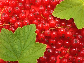 Johannisbeeren, Blätter