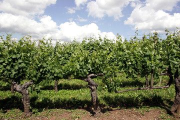 weinberg mit jungen reben