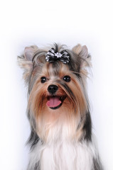 Naklejka premium Portrait of cute dog