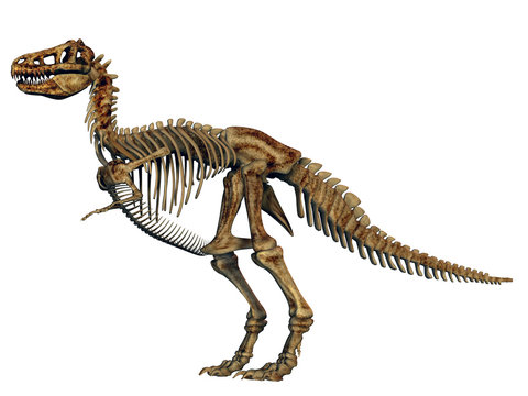 Tyrannosaurus Rex Skelett