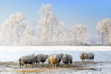 sheep in dutch winter landscape - 14891353