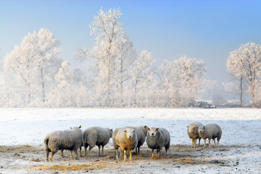 sheep in dutch winter landscape