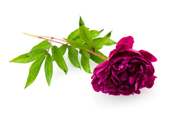 Pink peony on white background © pholien