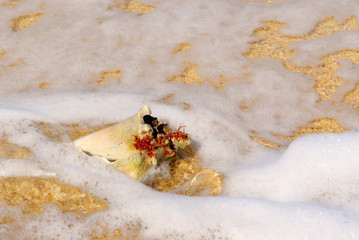 shell in the ocean at tropical island cuba