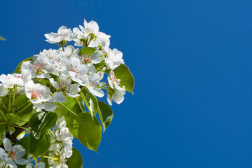 White flowers of apple tree