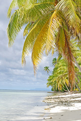 cocotiers et bord de plage Tahiti