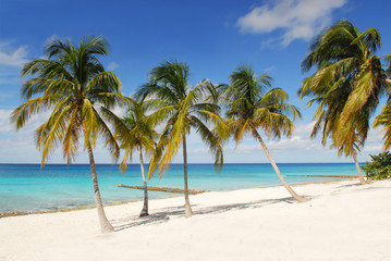 Fototapeta na wymiar palmy na plaży tropikalnej wyspie Kubie