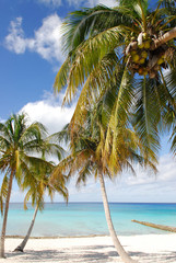 palms on the beach tropical island cuba