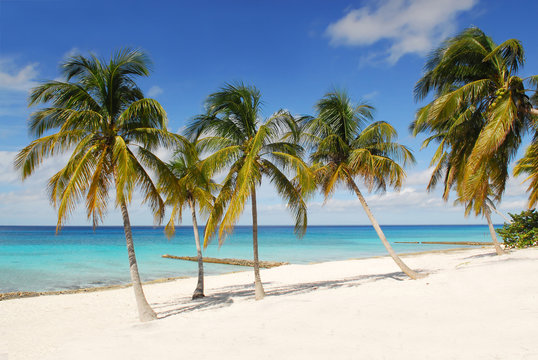 palms on the beach tropical island cuba © dzain