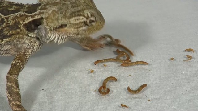 Bartagame beim Fressen