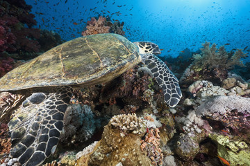 Fototapeta premium ocean, sun and hawksbill turtle
