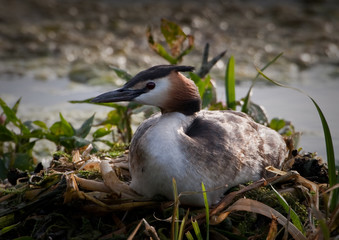 Great Crested Grebe on the nest