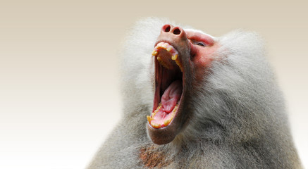 baboon