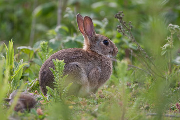 Wild Rabbit in the English countryside