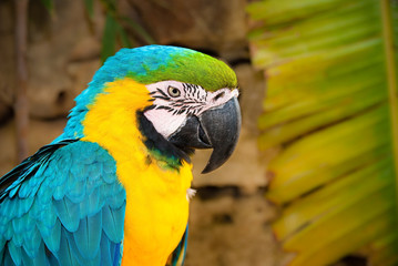Blue & Gold Macaw