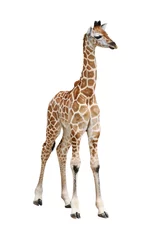 Papier Peint photo Girafe Veau girafe sur blanc