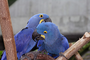 Macaw Pair