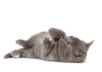 Fototapeta premium Gray kitten laying on white background