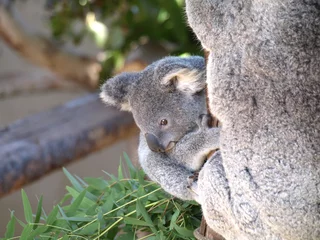 Papier Peint photo Koala Bébé Koala