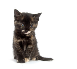 Multi color kitten on white