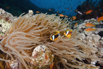 ocean, coral and anemone