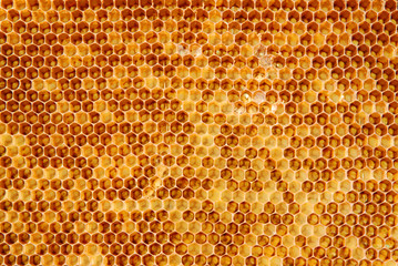 honeycomb - 14896359