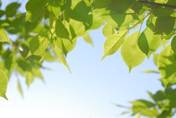 Obraz premium Green leaf in sky