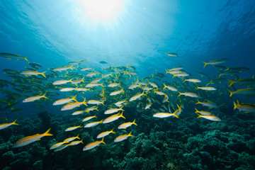 Fototapeta na wymiar ocean, sun and yellowfin goatfish
