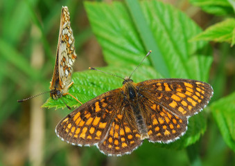 Butterflys