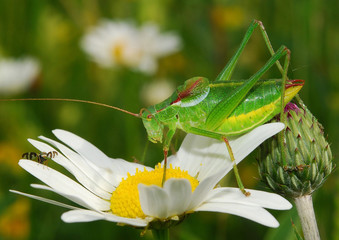 Grasshopper