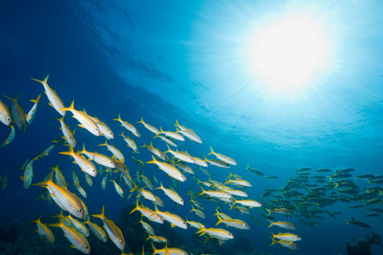 Ocean, Sun And Yellowfin Goatfish