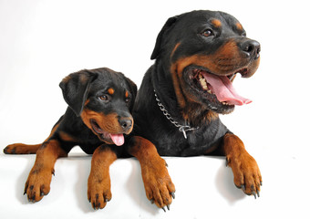 rottweiler et son chiot