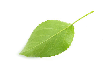 green leaf
