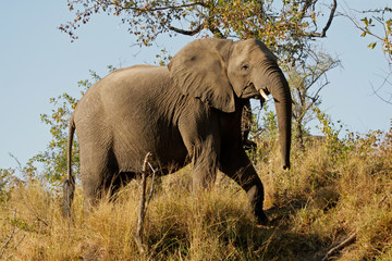Obraz premium African elephant (Loxodonta africana), Kruger N/P, South Africa