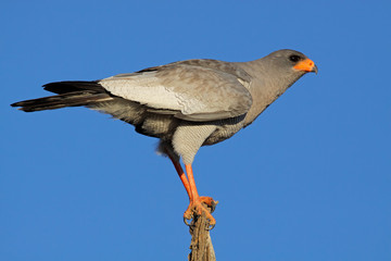 Pale Chanting goshawk (Melierax canorus), South Africa