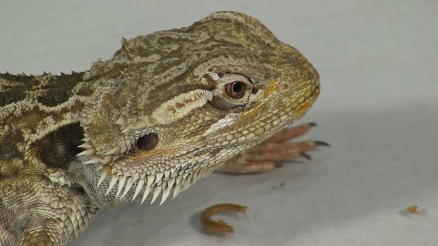 Bartagame beim Fressen