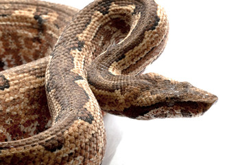 Solomon island ground boa