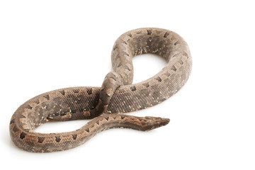 Solomon Island Ground Boa