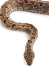 Solomon Island Ground Boa